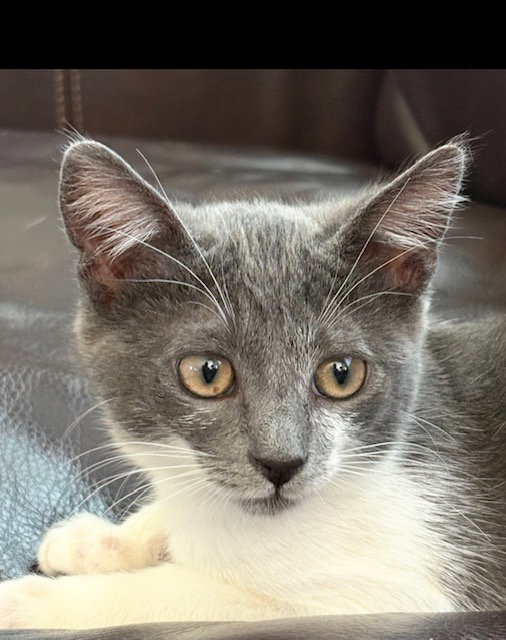 Mochi