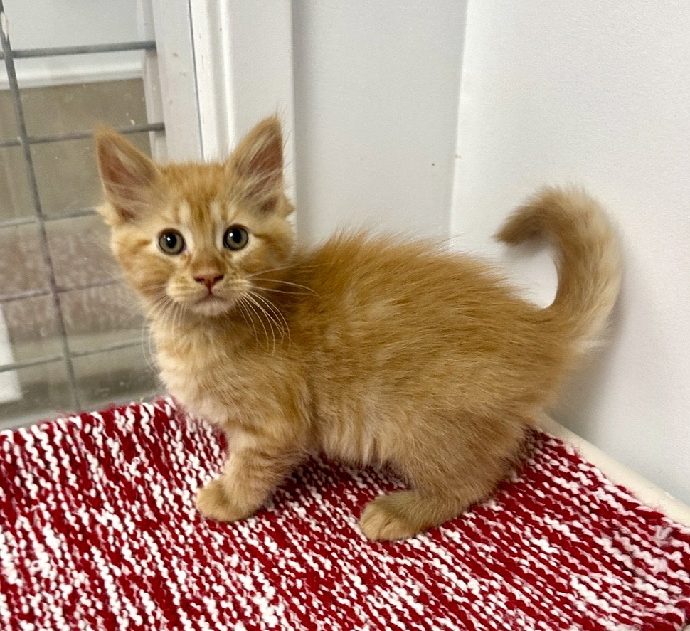Cutie