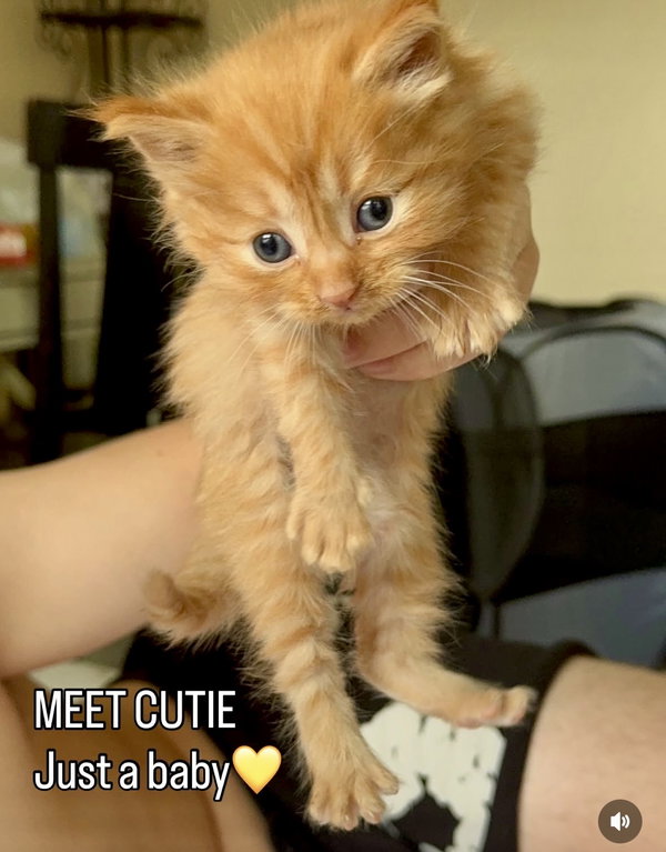 Cutie