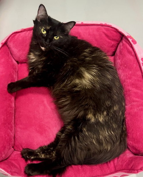 Sprinkles, an adoptable Tortoiseshell in Westlake Village, CA