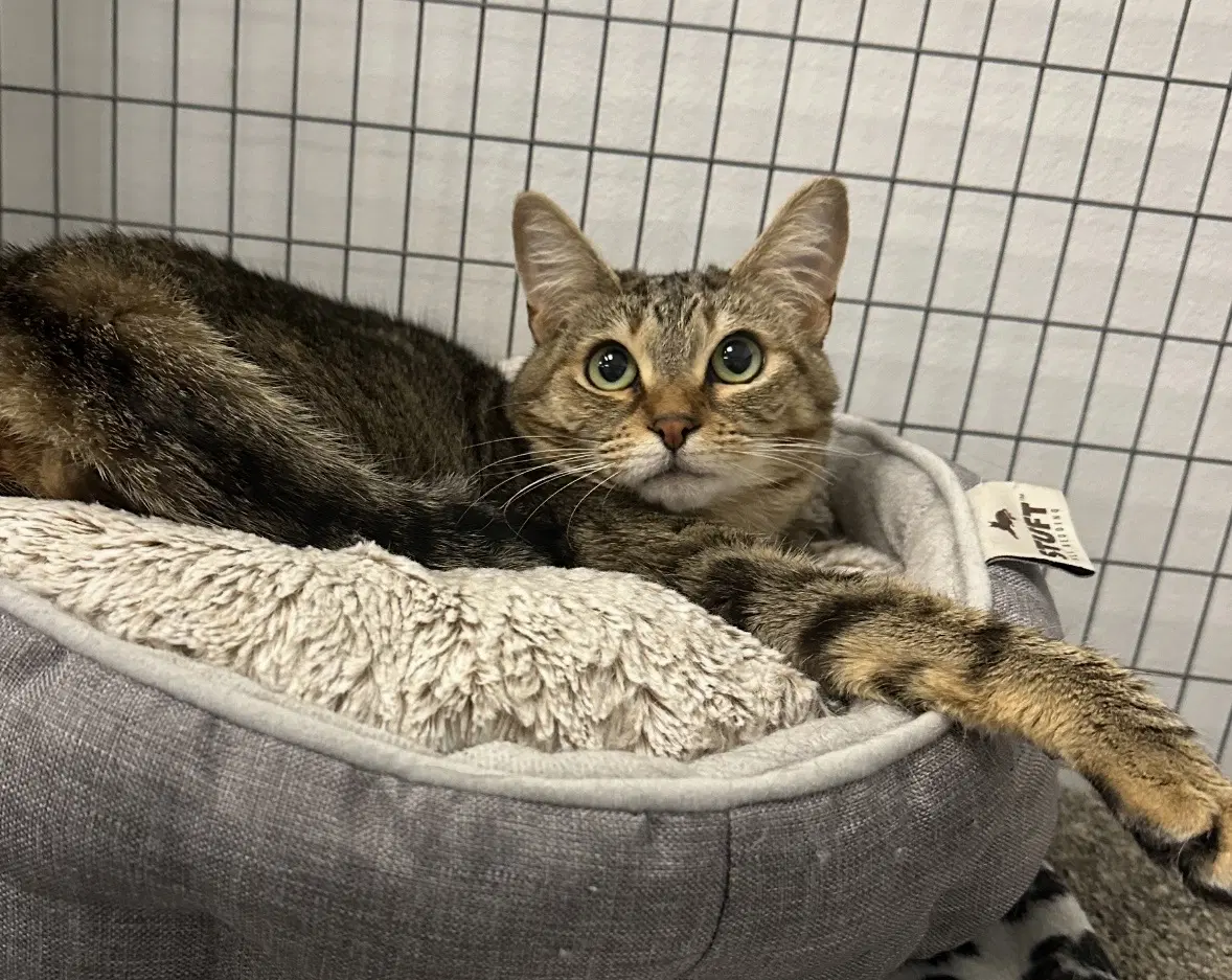 Noodles - Tabby