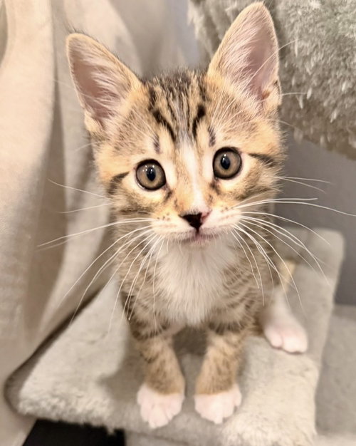 Archie, an adoptable Tabby in Westlake Village, CA