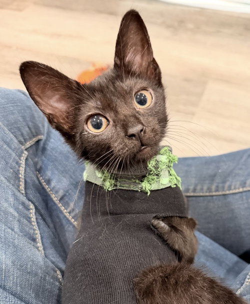 Veronica, an adoptable Domestic Short Hair in Westlake Village, CA