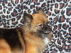 Sable
