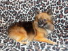 Sable
