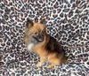 Sable