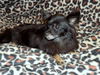 Jingles