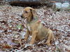 Sookie
