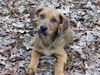 Sookie