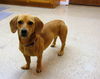 Daisy