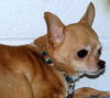 Zoey 2