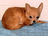 Zoey 2