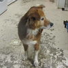 Kaylee