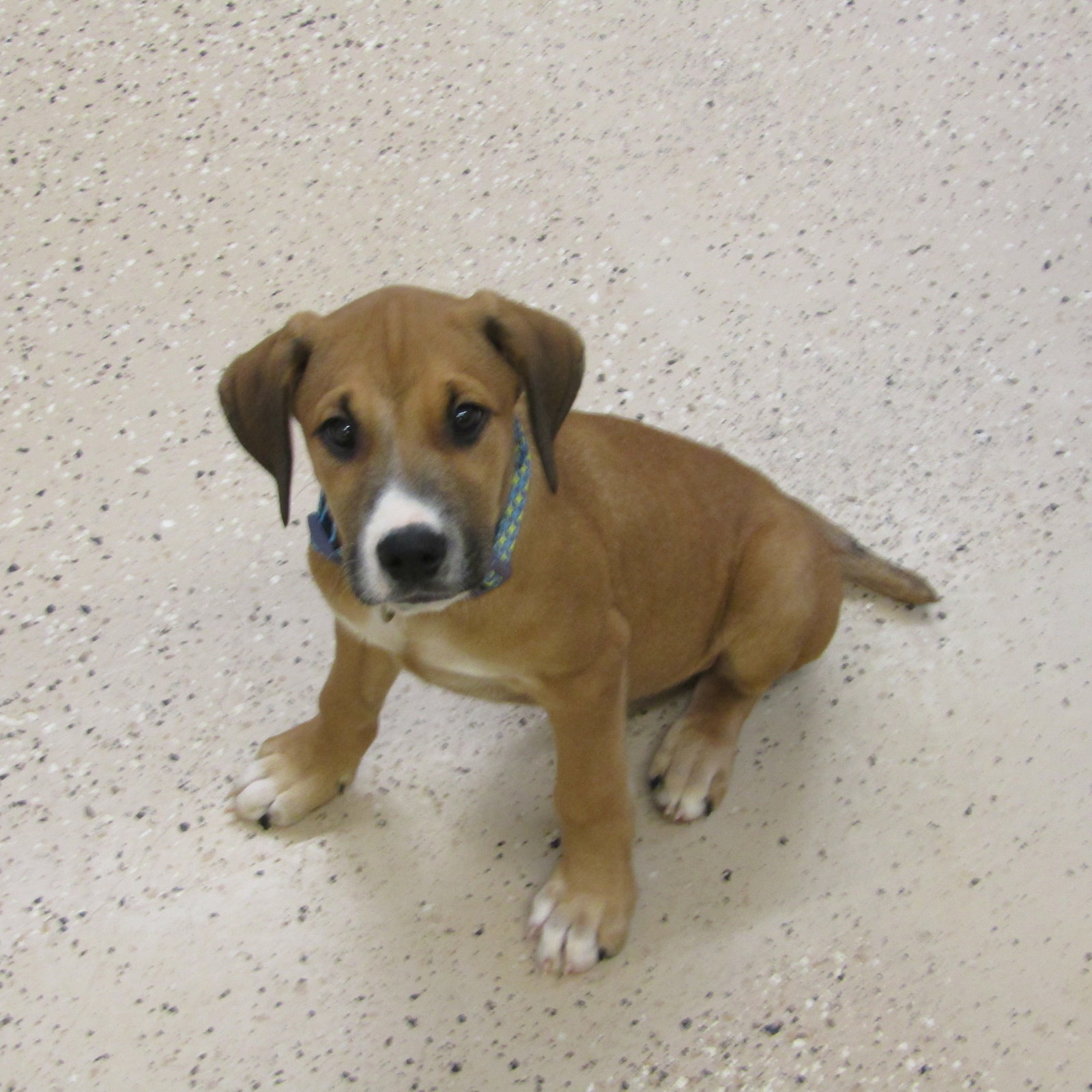 Dog for Adoption Noah, a Doberman Pinscher in Gastonia, NC Alpha Paw