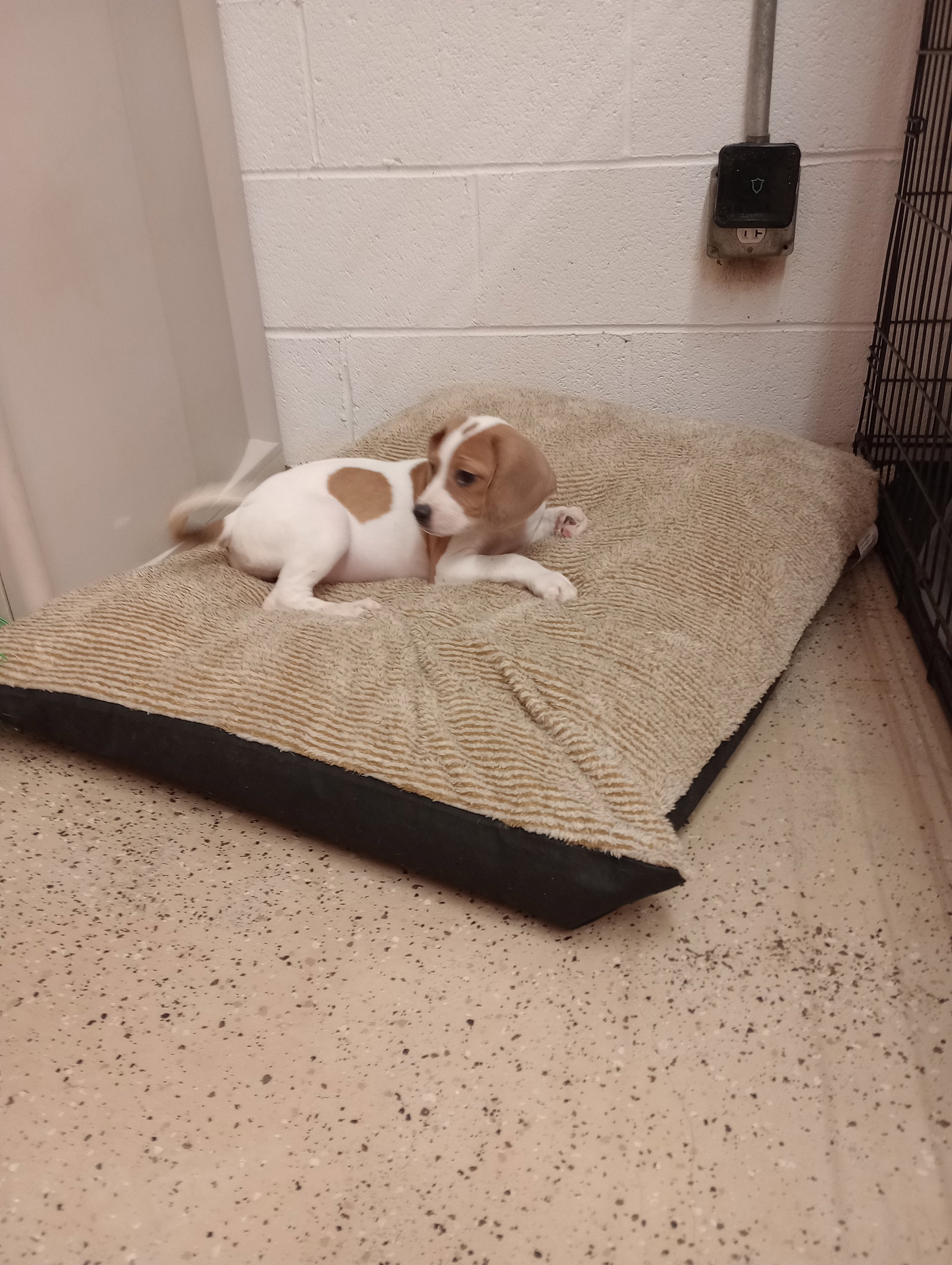 Dog for Adoption Coconut, a Beagle in Kershaw, SC Alpha Paw