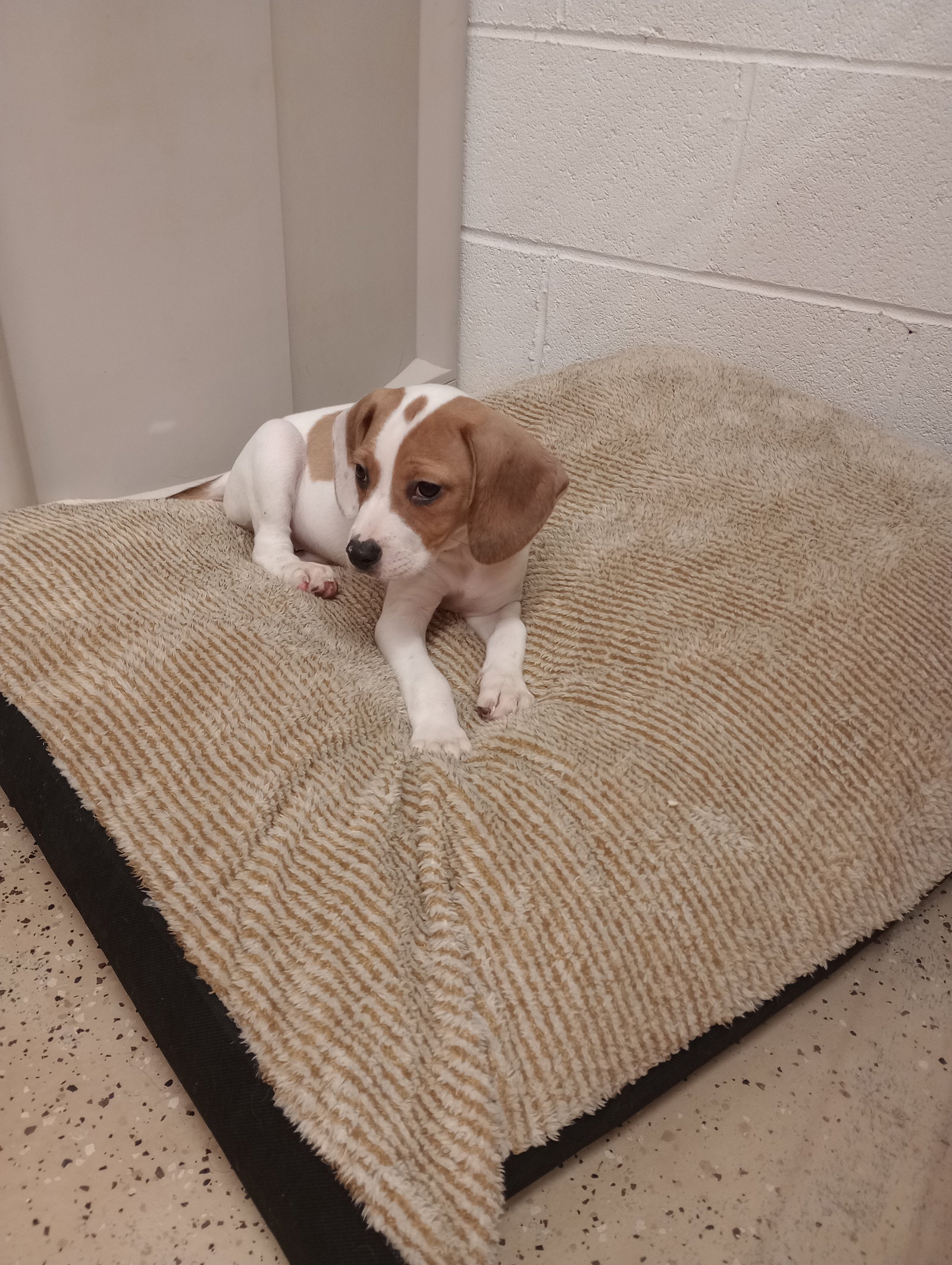 Dog for Adoption Coconut, a Beagle in Kershaw, SC Alpha Paw