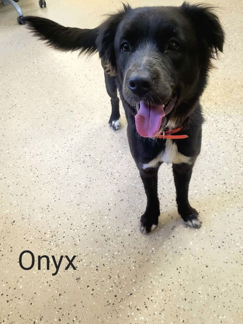 Onyx