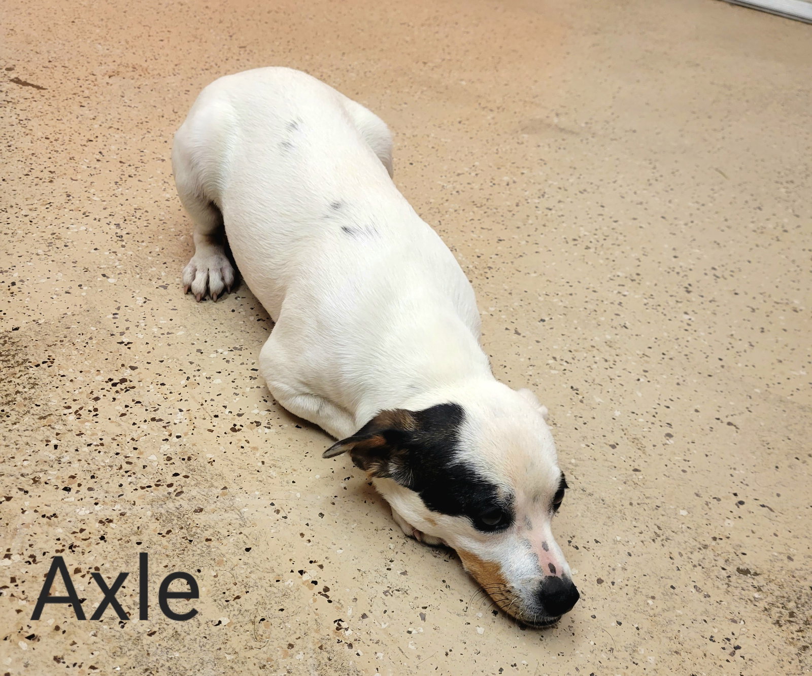 Dog for Adoption Axle, a Terrier in Buffalo, SC Alpha Paw