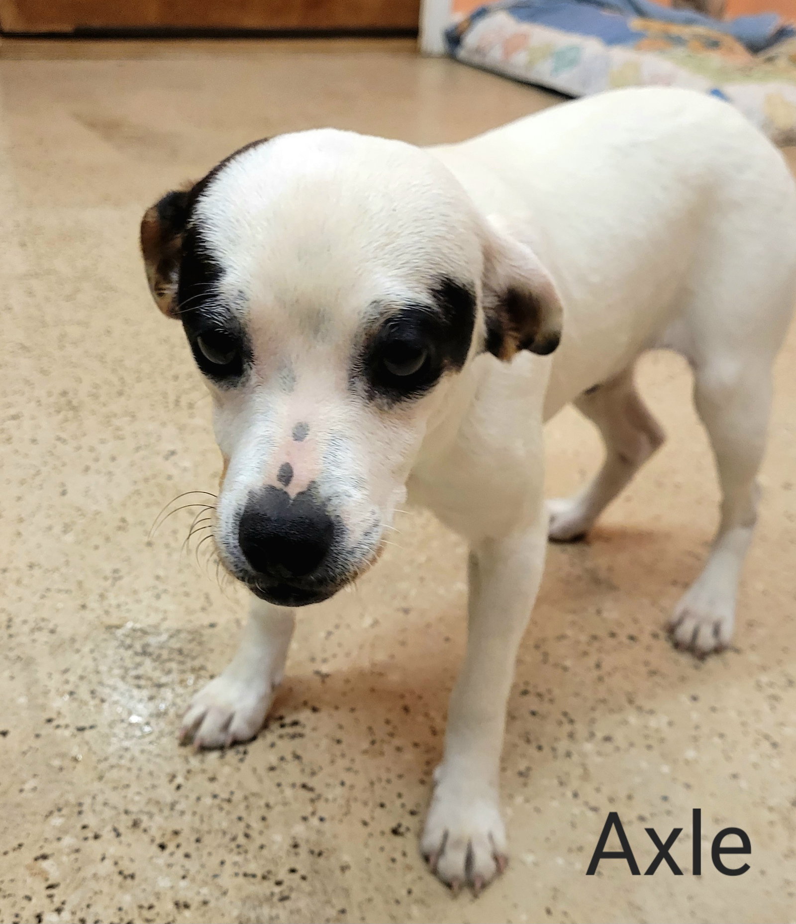 Dog for Adoption Axle, a Terrier in Buffalo, SC Alpha Paw