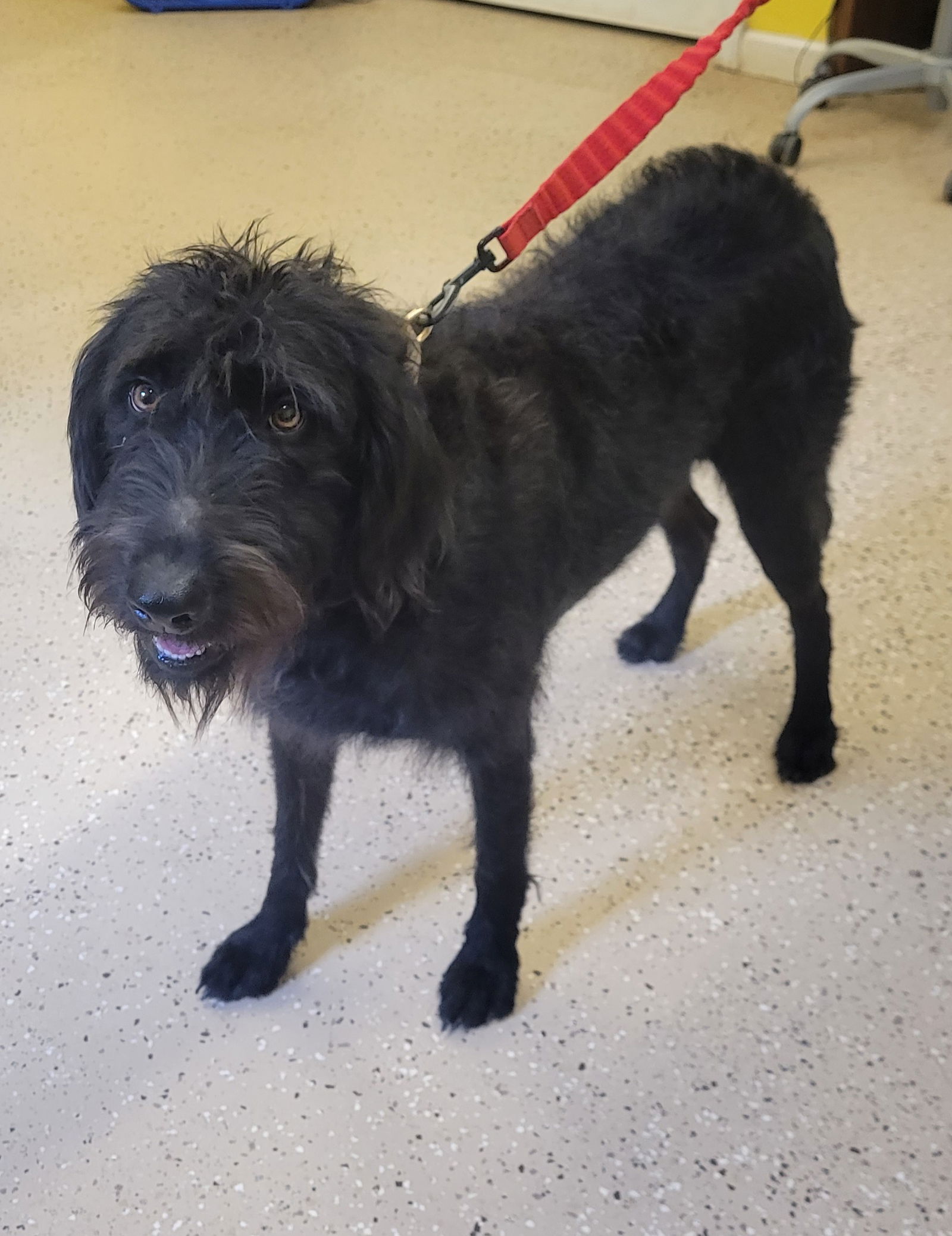 Dog For Adoption Sadie A Wire Haired Pointing Griffon In Valley