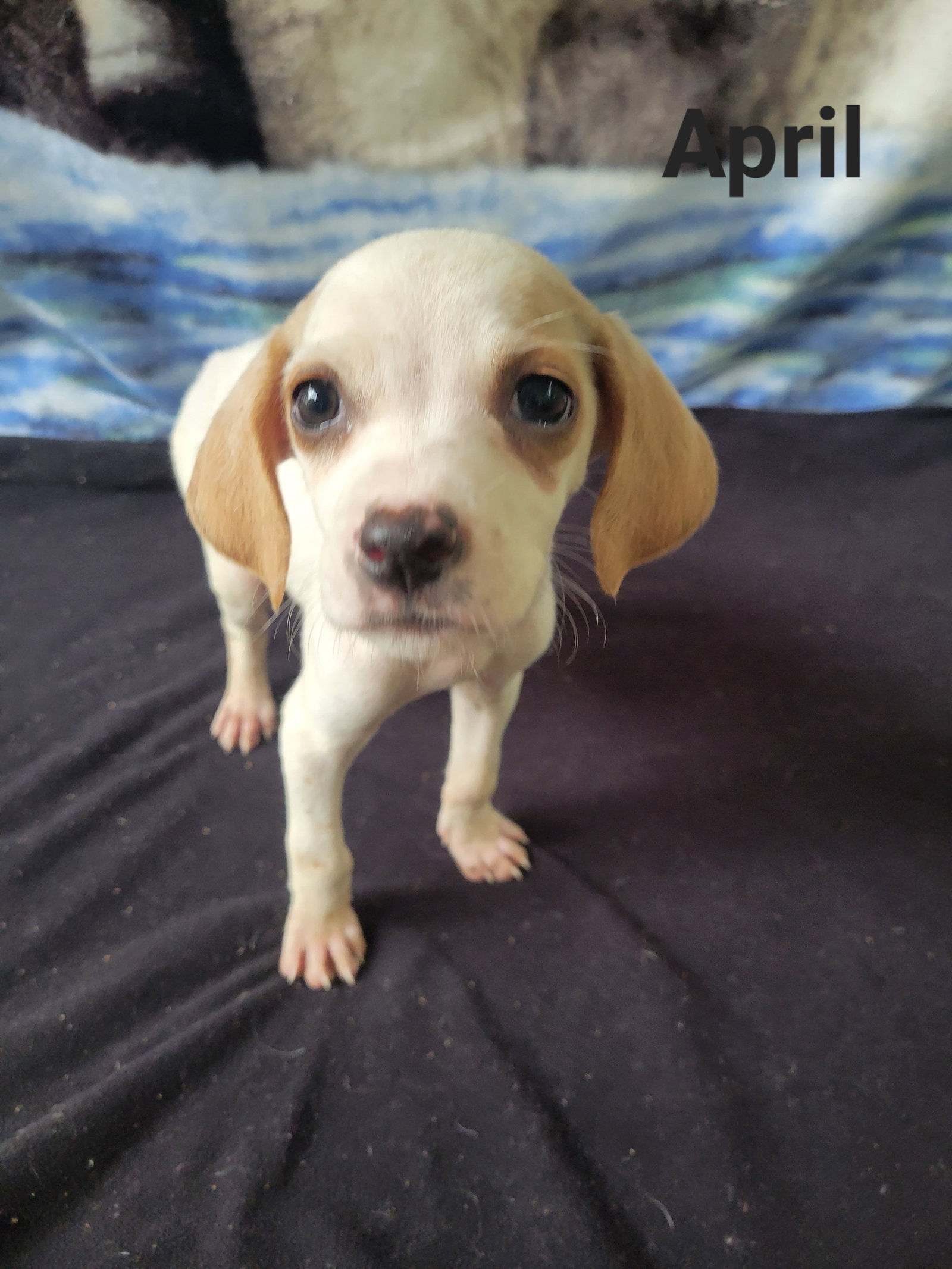 Dog for Adoption - April, a English Setter in Denver, NC | Alpha Paw
