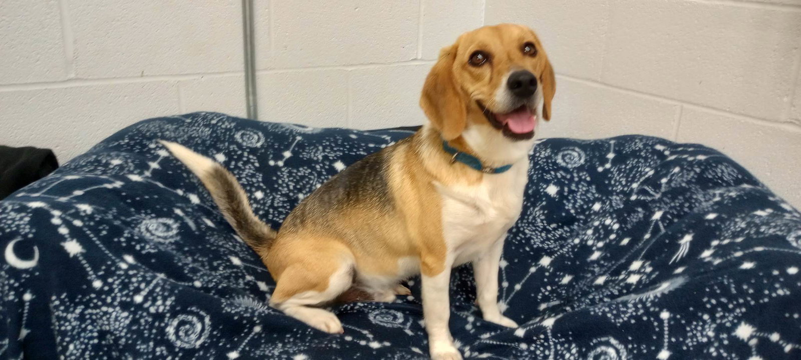 Dog for Adoption Sam, a Beagle in Forest City, NC Alpha Paw
