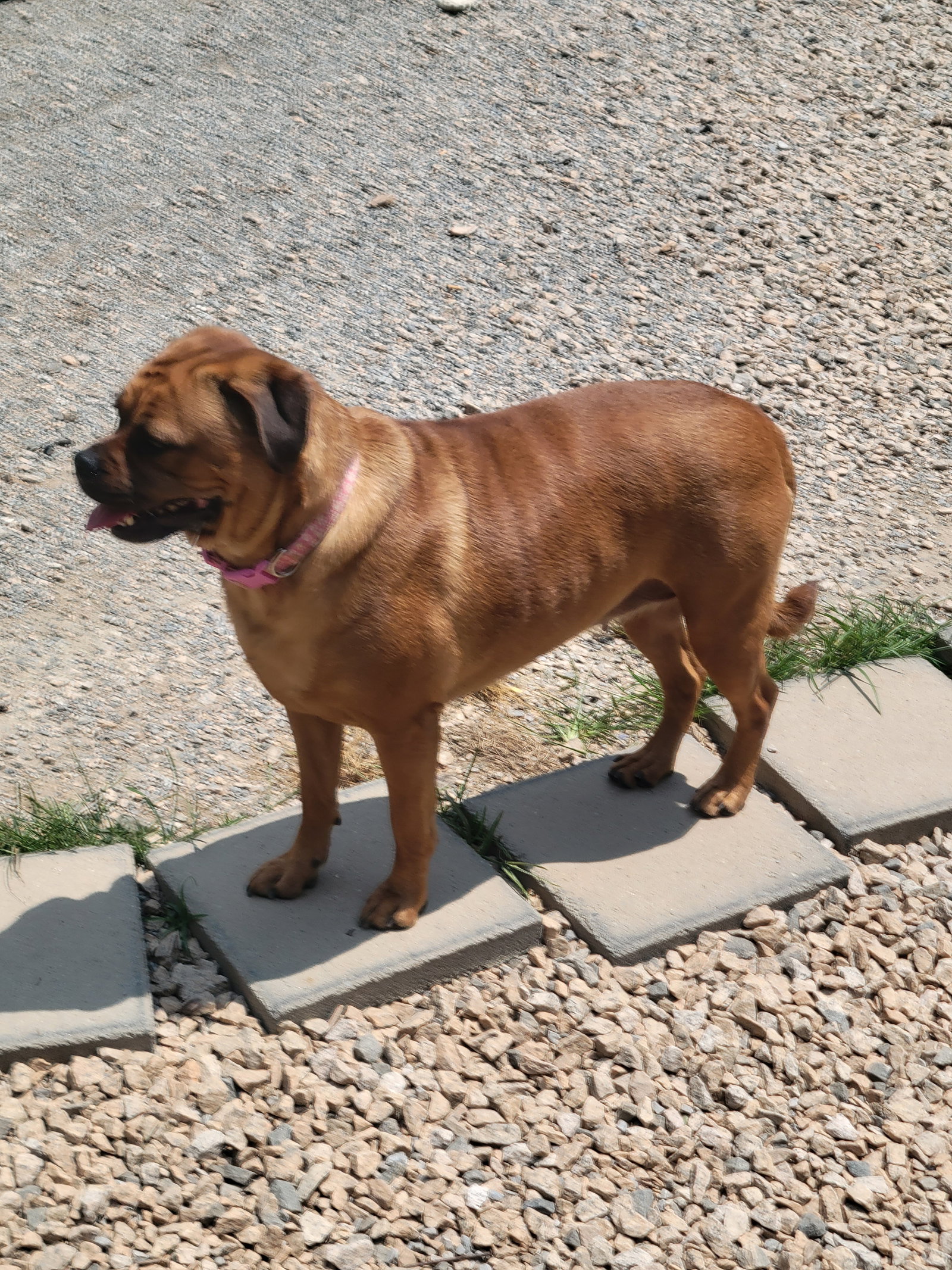 Dog for Adoption Sugar, a Pug in Gaston County, NC Alpha Paw