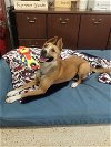 adoptable Dog in , SC named CoCo