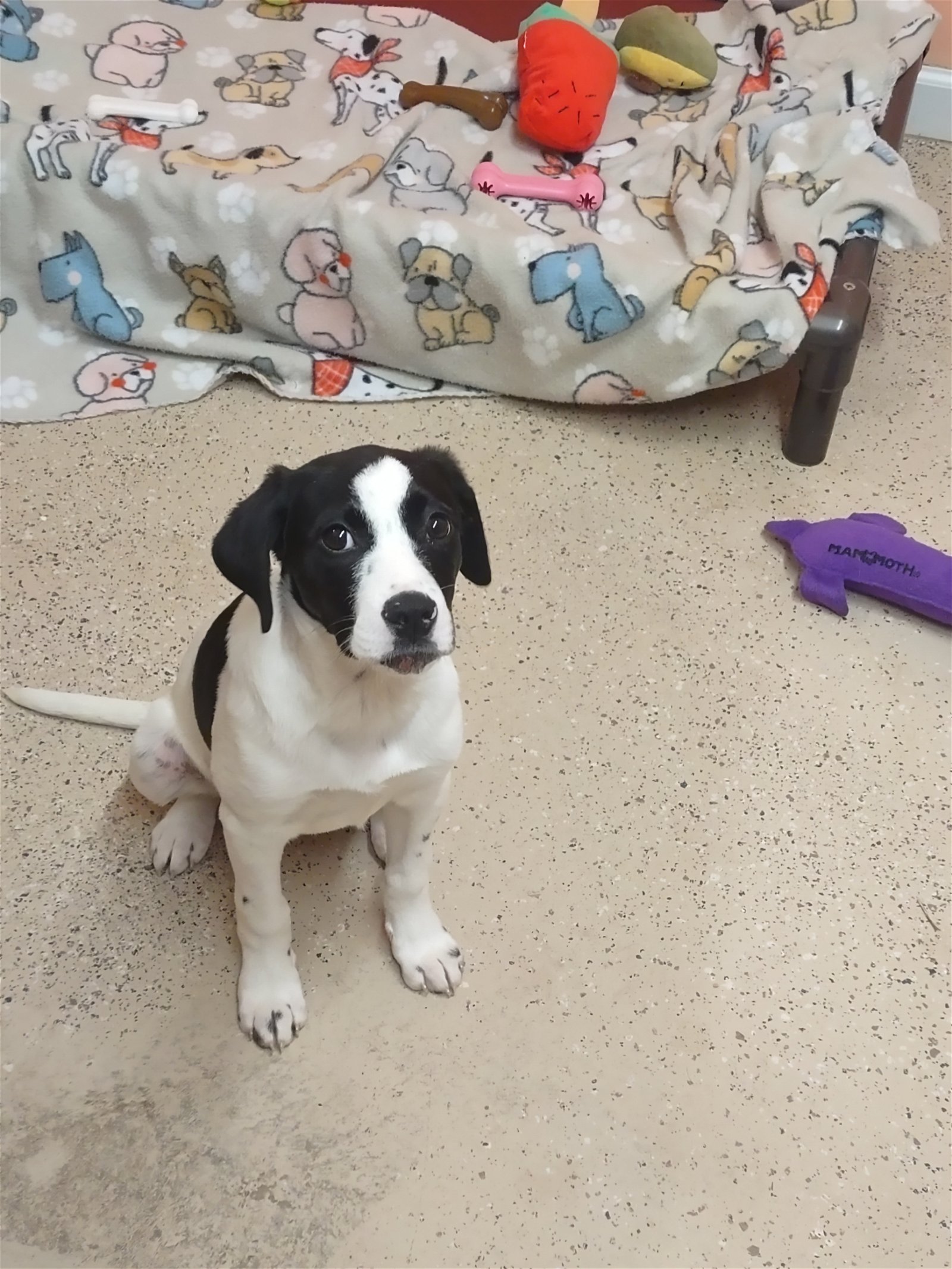 adoptable Dog in York, SC named Star