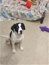 adoptable Dog in york, SC named Star
