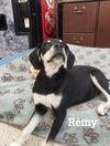 Remy