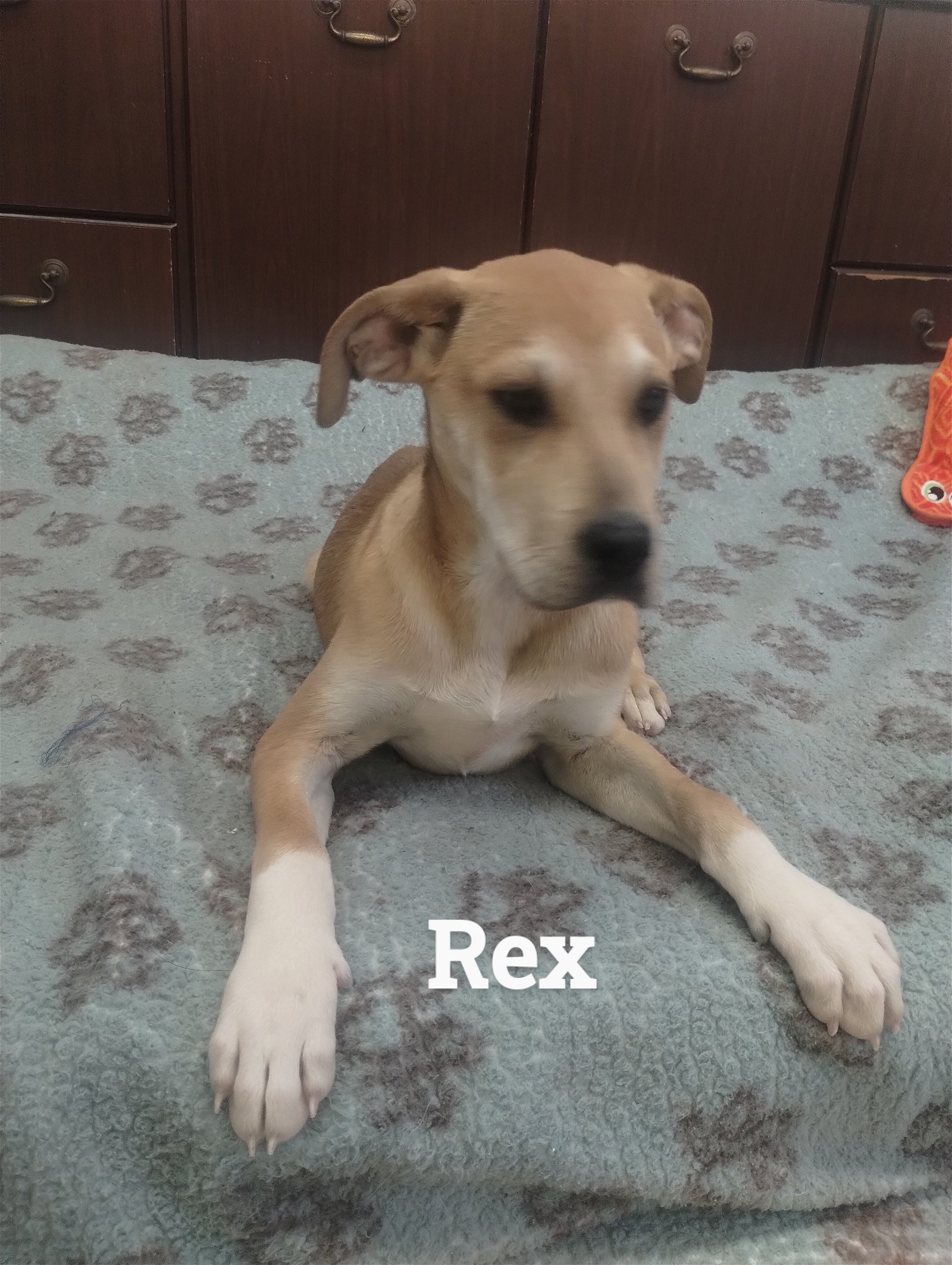 adoptable Dog in York, SC named Rex