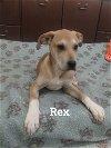 adoptable Dog in , SC named Rex