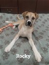 adoptable Dog in , SC named Rocky