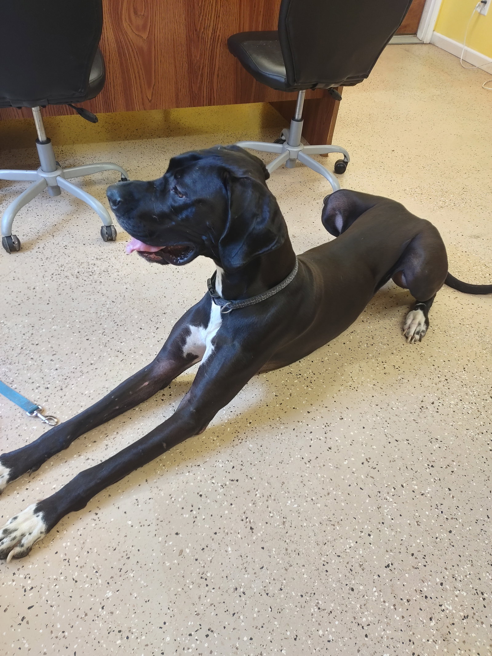 Dog for Adoption - Waylon, a Great Dane in Eureka Mill, SC | Alpha Paw