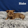 Blake