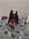 adoptable Dog in york, SC named Sassy