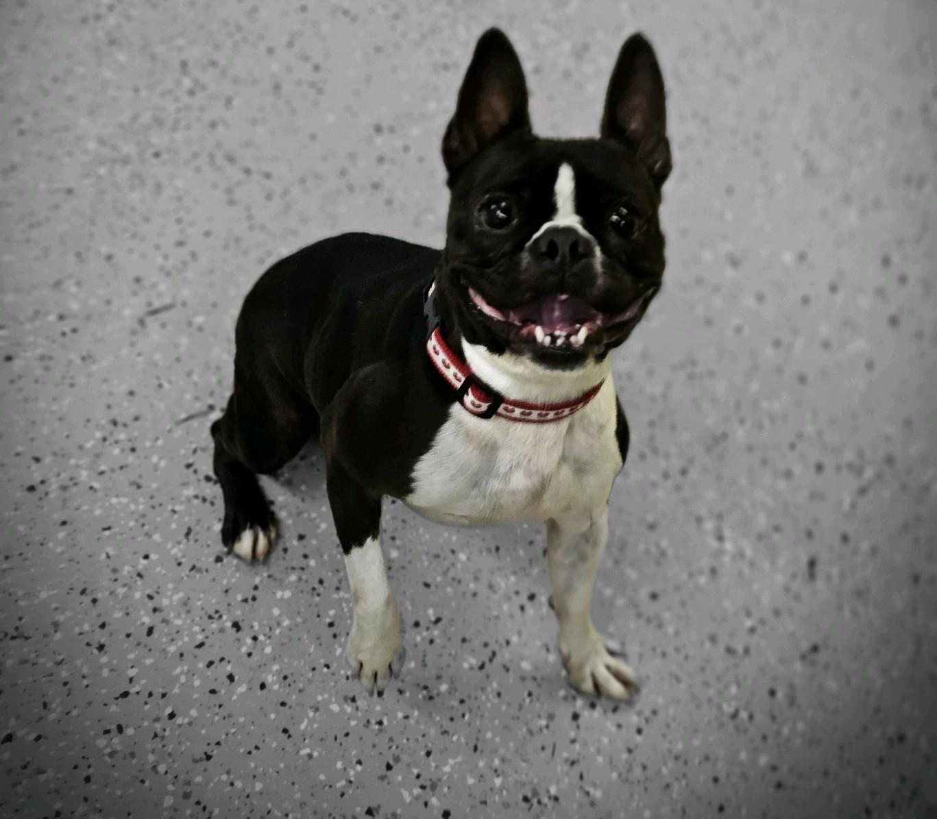 adoptable Dog in York, SC named Sassy