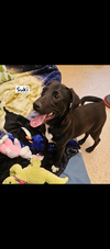 adoptable Dog in , SC named Suki