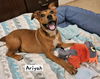 adoptable Dog in York, SC named Ariyah