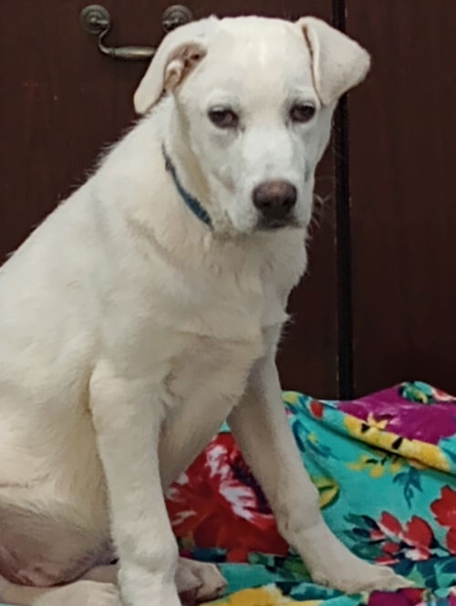 Izzy aka Boone