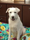 Izzy aka Boone