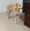 Josie
