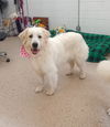 Sadie