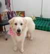 Sadie