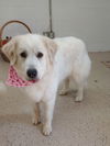 Sadie