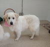 Sadie
