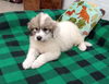 Willow