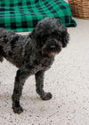 Blackie