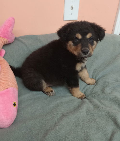 Draco